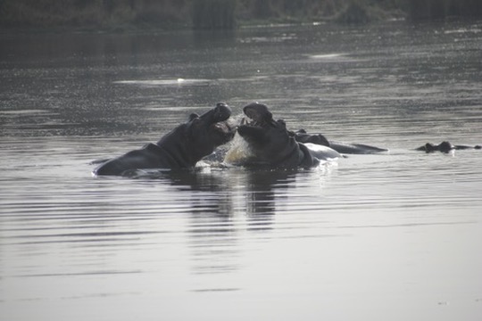 Kruger National Park, South Africa